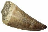 Fossil Mosasaur (Mosasaurus) Tooth - Morocco #345150-1